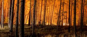 Im jahr 2018 kam es zu einem Großbrand in einem Wald zwischen den Brandenburger OrtschaftenTreuenbrietzen und Jüterborg.