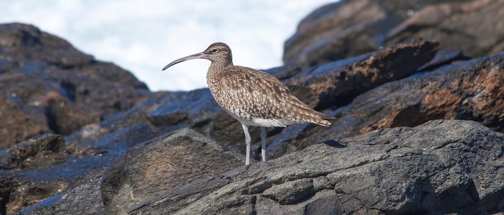 Ein Bild aus besseren Zeiten: Die Chancen, nochmal einen lebenden Dünnschnabel-Brachvogel zu fotografieren, stehen schlecht.