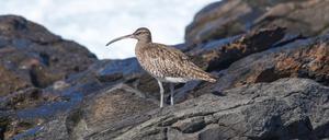 Ein Bild aus besseren Zeiten: Die Chancen, nochmal einen lebenden Dünnschnabel-Brachvogel zu fotografieren, stehen schlecht.