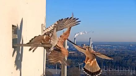 Webcams zeigen Turmfalken im Corbusierhaus in Berlin-Westend.