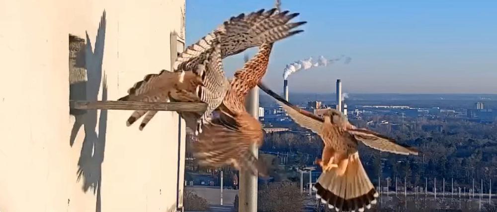 Webcams zeigen Turmfalken im Corbusierhaus in Berlin-Westend.