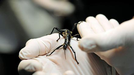 Im Zoo in Prag ist ein neuer Pavillon für eine der seltensten Insektenarten, den australischen Baumhummer, eröffnet worden. 