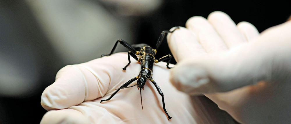 Im Zoo in Prag ist ein neuer Pavillon für eine der seltensten Insektenarten, den australischen Baumhummer, eröffnet worden.