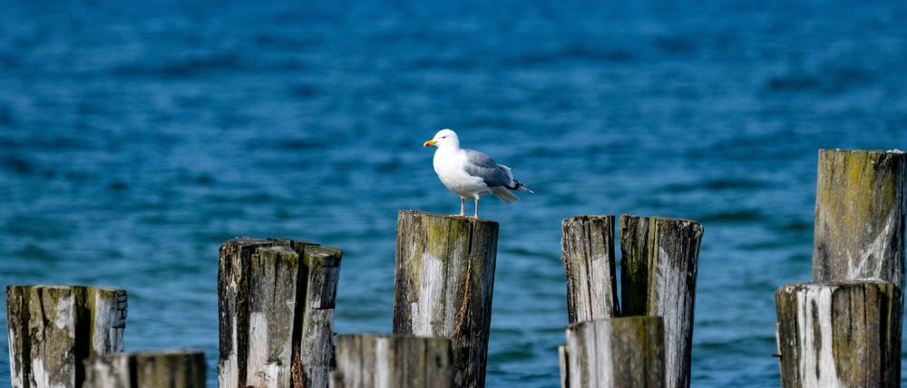 Ab der Wochenmitte kommt der Frühling zurück in weite Teile Deutschlands. (Archivbild)