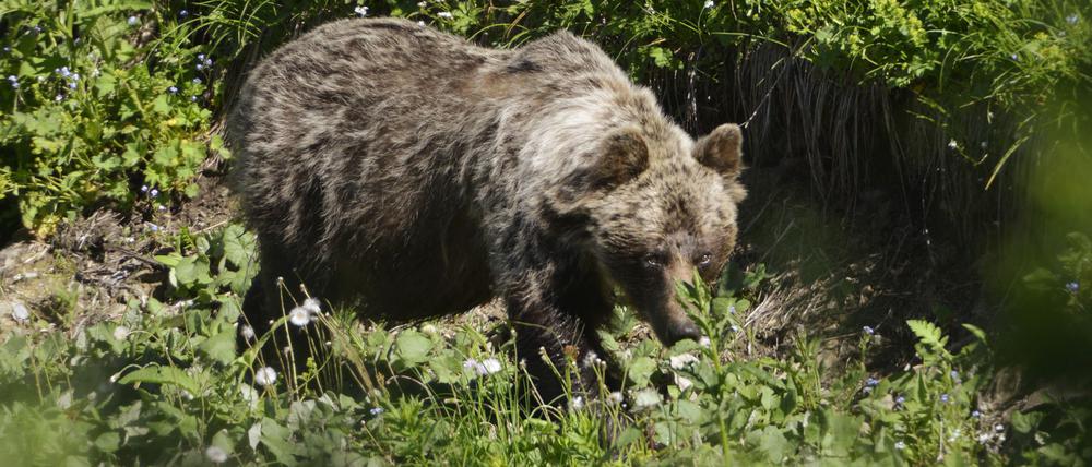 Ein Braunbär in einem slowakischen Gebirgstal. In der Slowakei gibt es mehr als Tausend freilebende Braunbären. (Archivbild)
