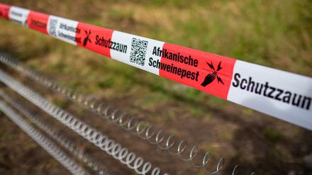 Die Schutzvorkehrungen gegen die Afrikanische Schweinepest sind in Brandenburg zurückgefahren. (Symbolbild)