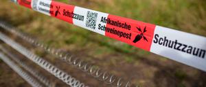Die Schutzvorkehrungen gegen die Afrikanische Schweinepest sind in Brandenburg zurückgefahren. (Symbolbild)