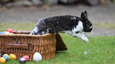 Snoopy hüpft aus einer Strohkiste mit bunten Ostereiern.