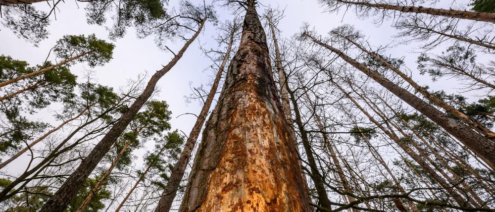 Der Bund für Umweltschutz und Naturschutz Deutschland hält in Brandenburg einen stärkeren Waldumbau zugunsten des Klimaschutzes für notwendig (Archivbild).