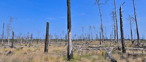 In Jüterbog hat sich die Natur nach dem Brand im vergangenen Jahr etwas erholt.(Symbolbild)