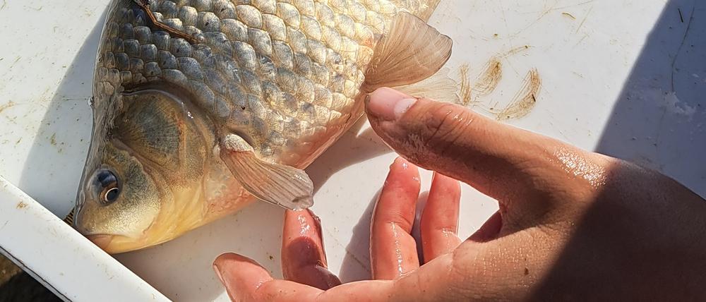 Die Bestände in der Oder werden regelmäßig mit Probebefischungen erfasst.