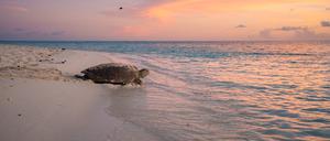 Geschafft: eine Schildkröte nach der Eierablage.