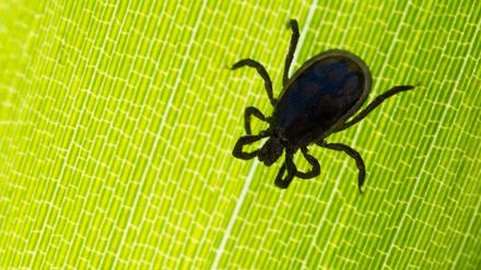 Anders als bei Borreliose gibt es bei FSME die Möglichkeit, sich durch eine Impfung zu schützen.