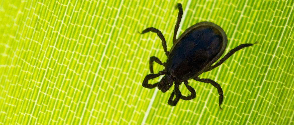 Anders als bei Borreliose gibt es bei FSME die Möglichkeit, sich durch eine Impfung zu schützen.