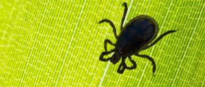 Anders als bei Borreliose gibt es bei FSME die Möglichkeit, sich durch eine Impfung zu schützen.