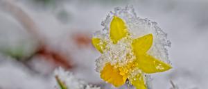 Der Winter ist zurück. Schnee bedeckt die frische Narzissenblüte. Siegsdorf Bayern Deutschland *** Winter is back Snow covers the fresh daffodil blossom Siegsdorf Bavaria Germany Copyright: xRolfxPossx