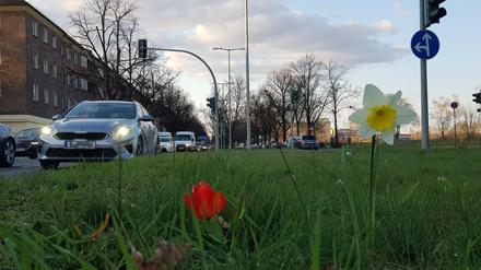 Am Tempelhofer Damm sollen für Bauarbeiten viele Bäume gefällt werden.
