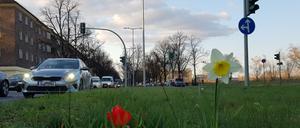 Am Tempelhofer Damm sollen für Bauarbeiten viele Bäume gefällt werden.