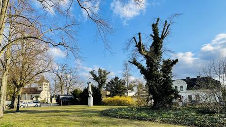 Kladow Spandau Dorfplatz ältester Baum von Spandau