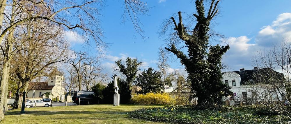 Kladow Spandau Dorfplatz ältester Baum von Spandau