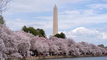 Zu den Spaziergängern unter den blühenden Kirschbäumen in Washington gehört auch der ehemalige US-Präsident Barack Obama. 