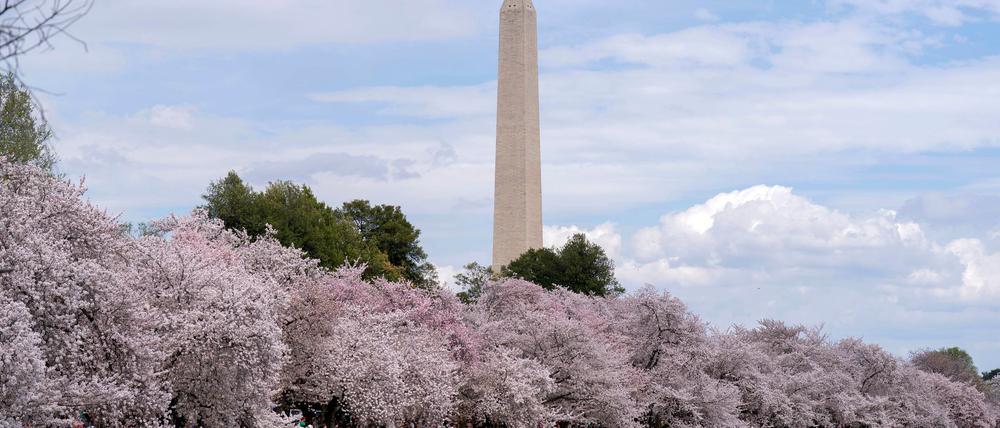 Zu den Spaziergängern unter den blühenden Kirschbäumen in Washington gehört auch der ehemalige US-Präsident Barack Obama.