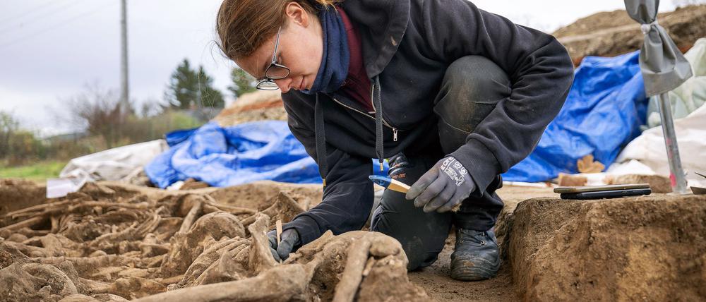 Alle untersuchten Skelette weisen Verletzungen auf. (Foto: Handout)