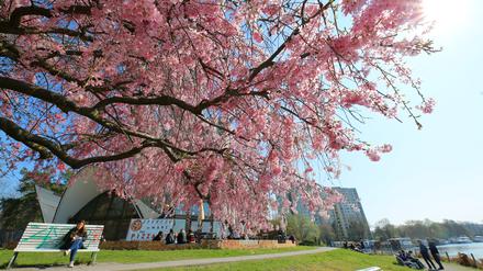 Blüten, Frühlingsblüte, blühende Bäume, Kirschblüten in der Neustädter Havelbucht in Potsdam