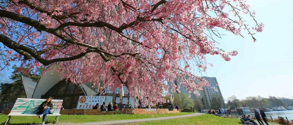 Blüten, Frühlingsblüte, blühende Bäume, Kirschblüten in der Neustädter Havelbucht in Potsdam