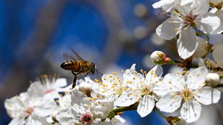 Die steigenden Temperaturen werden am Wochenende durch kühlere ersetzt - doch die Sonne bleibt. (Archivbild)