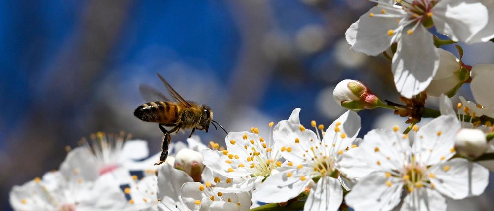 Die steigenden Temperaturen werden am Wochenende durch kühlere ersetzt - doch die Sonne bleibt. (Archivbild)