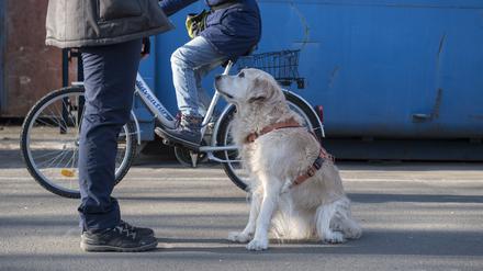 Der Berliner Senat plant einen Hundeführerschein einzuführen für Menschen, die sich einen Hund anschaffen. Bei einer Umfrage im Park am Gleisdreieck und im Mendelssohn-Bartholdy-Park sind Hundebesitzer nicht besonders überzeugt von dem Vorhaben.