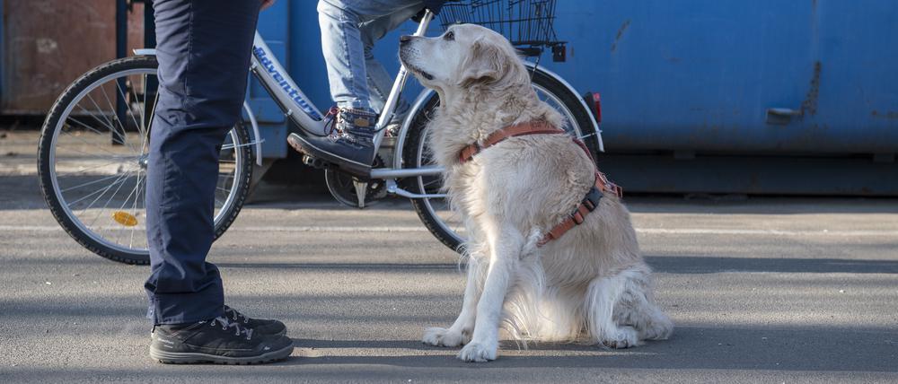 Der Berliner Senat plant einen Hundeführerschein einzuführen für Menschen, die sich einen Hund anschaffen. Bei einer Umfrage im Park am Gleisdreieck und im Mendelssohn-Bartholdy-Park sind Hundebesitzer nicht besonders überzeugt von dem Vorhaben.