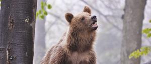 Braunbär in der Slowakei. In den vergangenen Wochen wurden in der Slowakei mehrere Menschen bei unfreiwilligen Begegnungen mit Braunbären verletzt. 