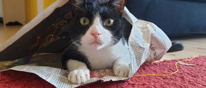 Darum braucht man Zeitungen: Kater Emil bei der Tagesspiegel-Lektüre.