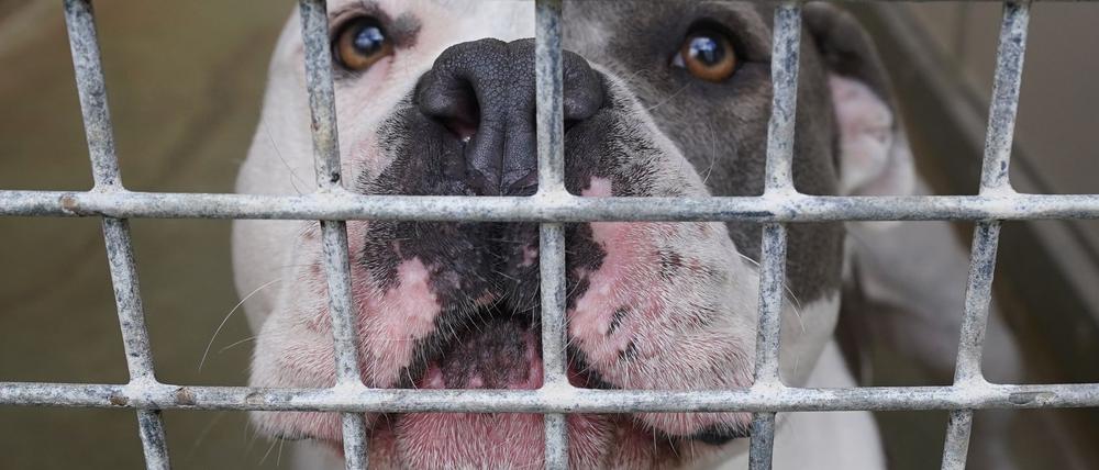 American Staffordshire Terrier gelten in Berlin laut Rasseliste als gefährliche Hunde. (Archivbild)