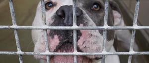 American Staffordshire Terrier gelten in Berlin laut Rasseliste als gefährliche Hunde. (Archivbild) 