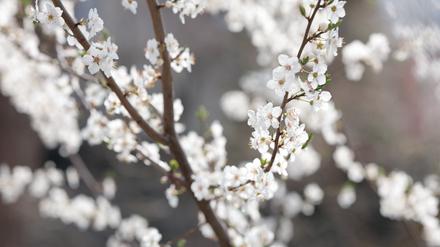 Tatsächlich ist in den kommenden Nächten von Sonntag bis Dienstag in Deutschland Frost möglich, der Obstblüten und empfindliche Pflanzen gefährden kann.