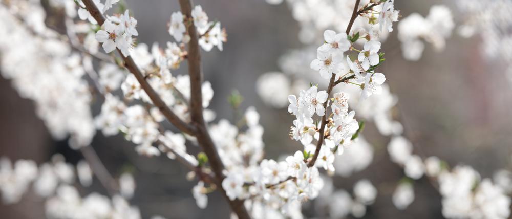Tatsächlich ist in den kommenden Nächten von Sonntag bis Dienstag in Deutschland Frost möglich, der Obstblüten und empfindliche Pflanzen gefährden kann.