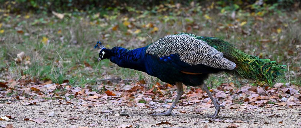 Auf der Pfaueninsel leben seit 1795 Pfauen, die damals von dem nahegelegenen Gut Sacrow auf die Insel gebracht wurden (Archivbild).