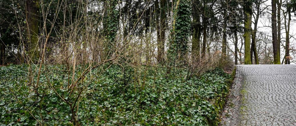 In der Hasenheide soll ein Mann eine Frau und ihre zwei Kleinkinder beleidigt haben. (Illustration)