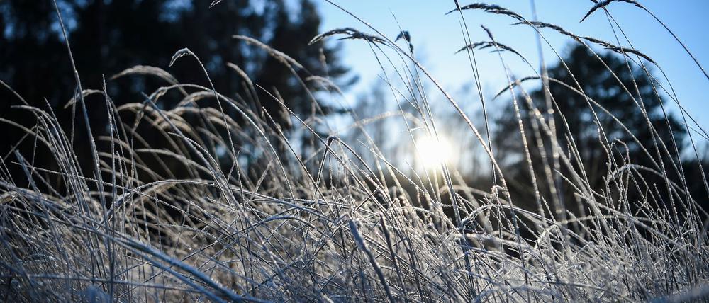 Die Nächte in Berlin und Brandenburg bleiben weiterhin frostig. (Archivbild)