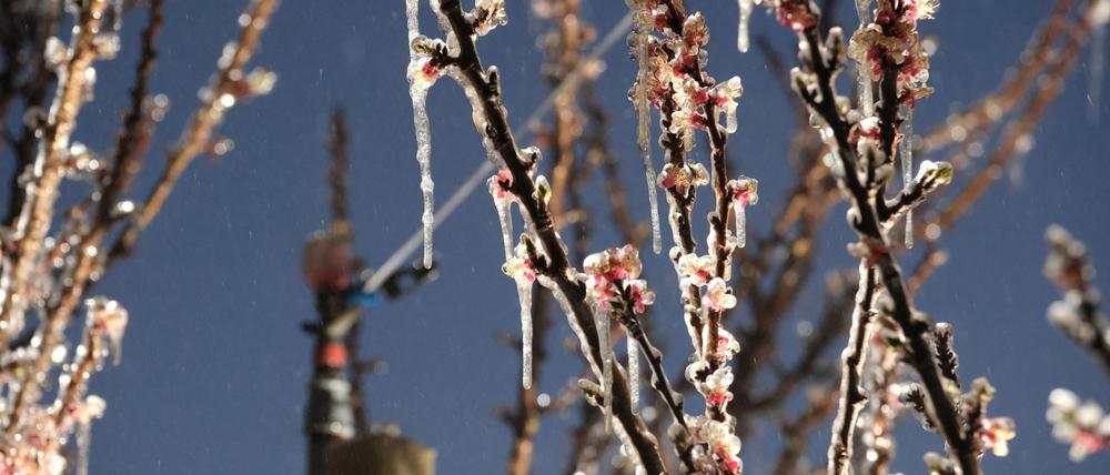 In Werder zeigten die Thermometer in der Nacht -4 bis -5 Grad Celsius an.