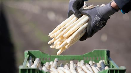 Auf einem Feld von einem Spargelhof wird Spargel (Bleichspargel) geerntet.