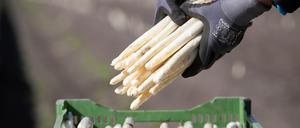 Auf einem Feld von einem Spargelhof wird Spargel (Bleichspargel) geerntet.