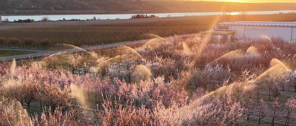 Die Obstbauern kämpften mit Sprühwasser und warmer Luft gegen den Frost. (Archivbild)