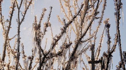Die Bauern kämpfen mit Sprühwasser und warmer Luft gegen den Frost. (Archivbild)