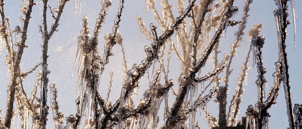 Die Bauern kämpfen mit Sprühwasser und warmer Luft gegen den Frost. (Archivbild)