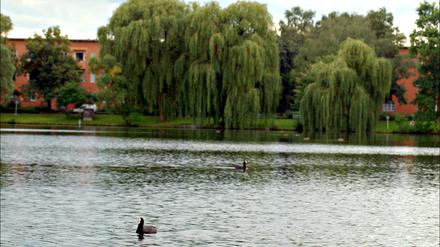 Berlin Reinickendorf. Sonntag Bezirksserie. Schaefersee Foto: Mike Wolff, TSP