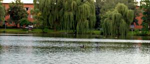 Berlin Reinickendorf. Sonntag Bezirksserie. Schaefersee Foto: Mike Wolff, TSP